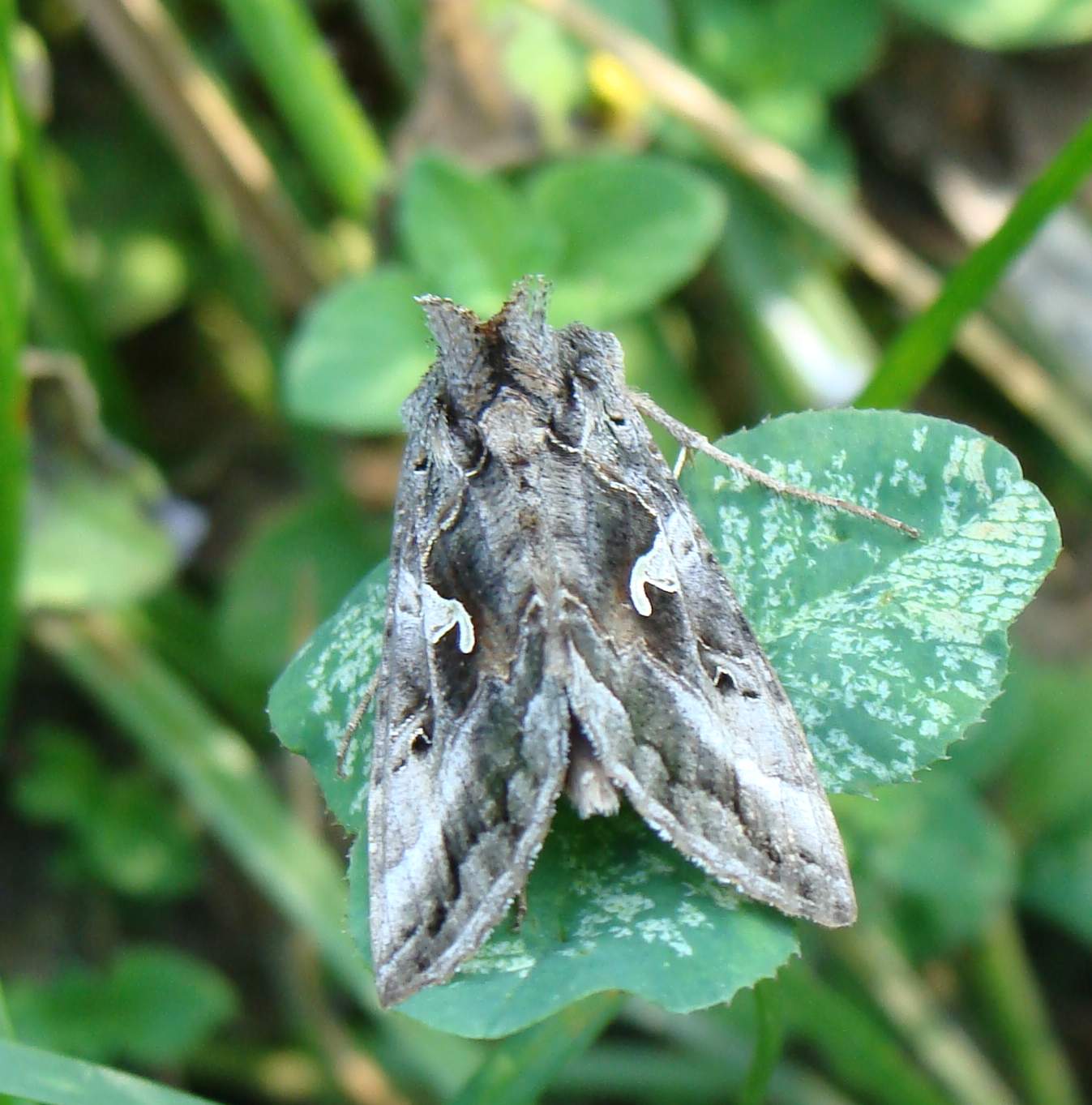 Autographa gamma